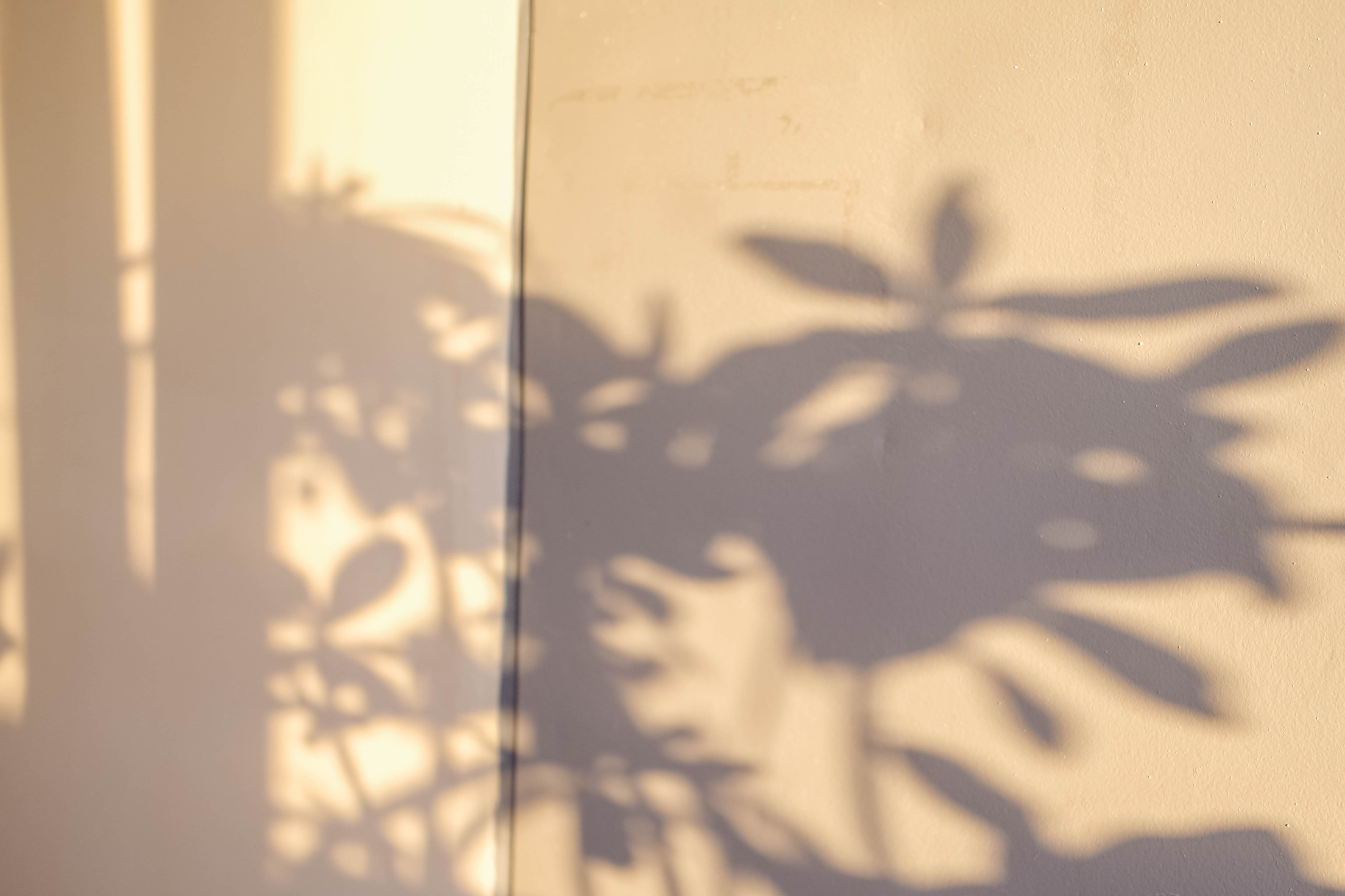 Aesthetics of the shadow of plants on the wall